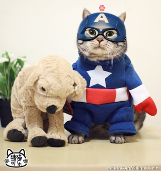 Illustration for article titled Meet China's Next Cat Celebrity